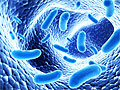 Пищевые предпочтения бактерий микрофлоры влияют на их роль в кишечнике