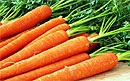 Морковь — самая полезная пища наравне с яблоками
