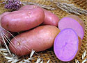 Фиолетовый картофель снижает кровяное давление