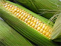 Кукуруза обеспечивает всеми витаминами