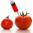 Эффективность генетически модифицированного томата не уступает лекарствам 