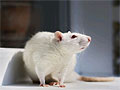 Ожирение ухудшает когнитивные способности крыс