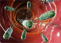 Бактерии кишечника передаются по наследству и влияют на вес