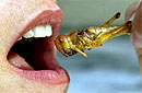 Специалисты ФАО расскажут о питательности насекомых