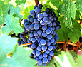 Виноград защитит от переломов