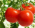 Англичане создали помидоры, замедляющие процесс старения