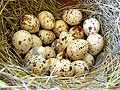 Чем полезны перепелиные яйца?