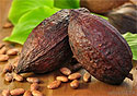 Какао-бобы помогают сохранить память в старости